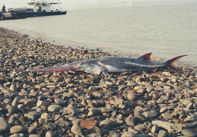 中国最遗憾的5种动物！灭绝前没有好好保护现在已经来不及(图9)