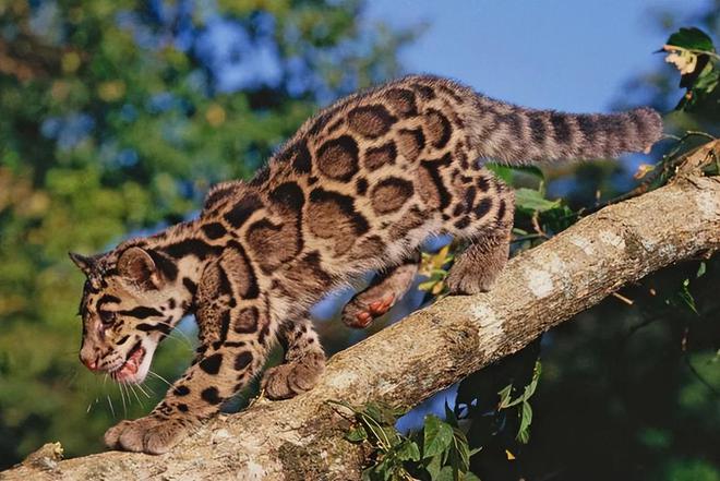 中国最遗憾的5种动物！灭绝前没有好好保护现在已经来不及(图11)