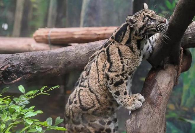 中国最遗憾的5种动物！灭绝前没有好好保护现在已经来不及(图12)