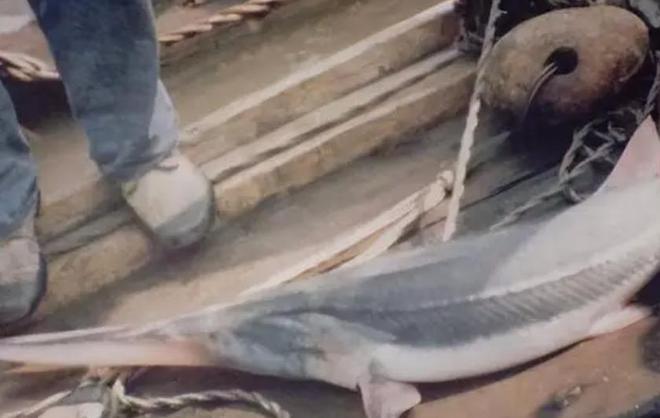 中国最遗憾的5种动物！灭绝前没有好好保护现在已经来不及(图10)