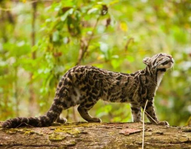 中国最遗憾的5种动物！灭绝前没有好好保护现在已经来不及(图15)