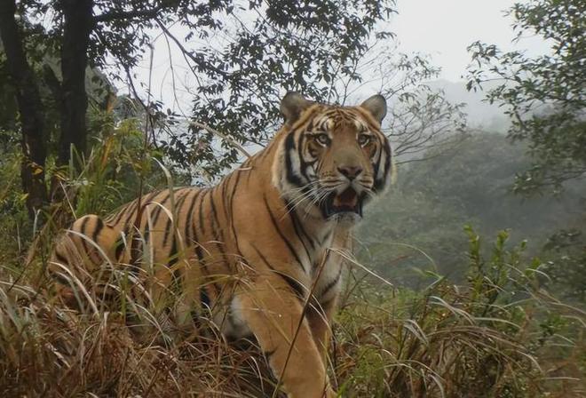 中国最遗憾的5种动物！灭绝前没有好好保护现在已经来不及(图16)