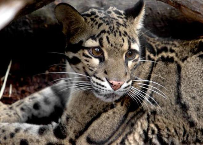 中国最遗憾的5种动物！灭绝前没有好好保护现在已经来不及(图13)