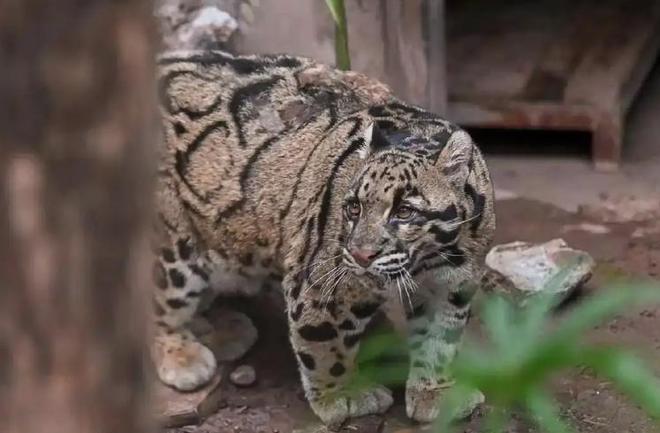 中国最遗憾的5种动物！灭绝前没有好好保护现在已经来不及(图14)