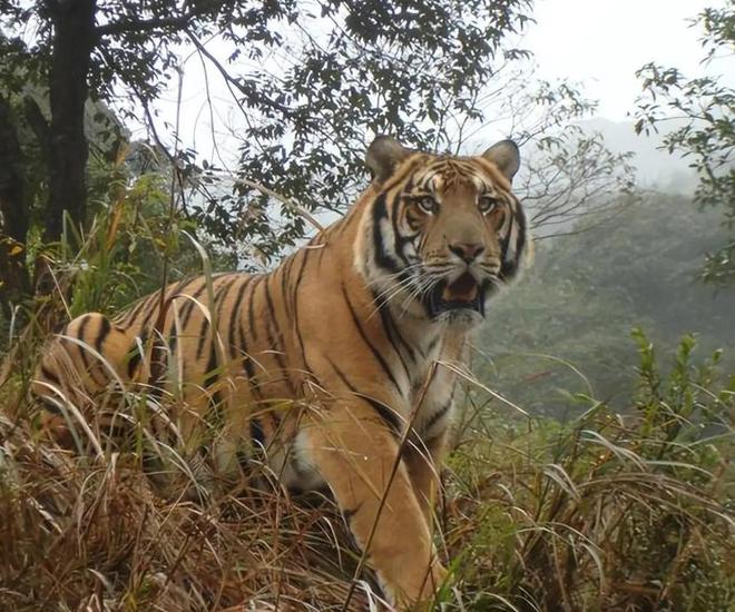 中国最遗憾的5种动物！灭绝前没有好好保护现在已经来不及(图19)