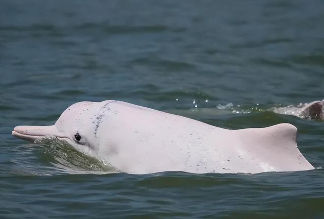 中国最遗憾的5种动物！灭绝前没有好好保护现在已经来不及(图21)