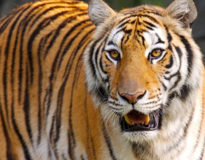 中国最遗憾的5种动物！灭绝前没有好好保护现在已经来不及(图20)