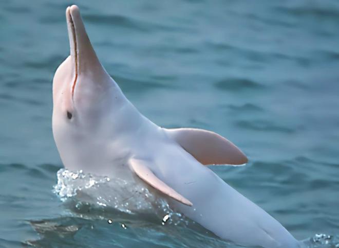 中国最遗憾的5种动物！灭绝前没有好好保护现在已经来不及(图22)