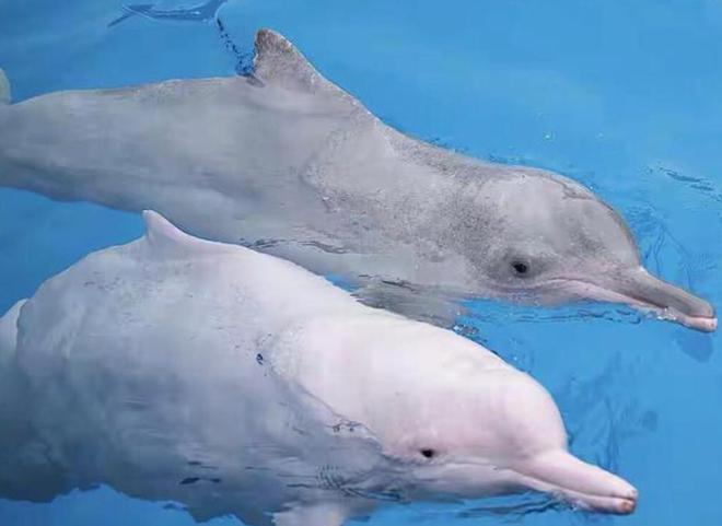 中国最遗憾的5种动物！灭绝前没有好好保护现在已经来不及(图24)