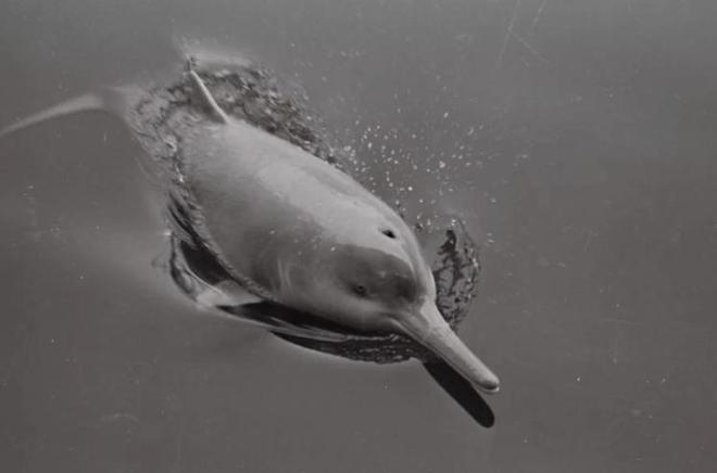 中国最遗憾的5种动物！灭绝前没有好好保护现在已经来不及(图23)