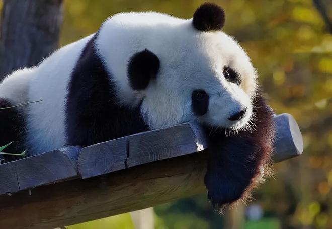 中国最遗憾的5种动物！灭绝前没有好好保护现在已经来不及(图25)