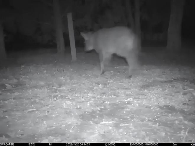 消失96年的“西山怪兽”！2022年国家植物园再次拍到会跺脚吓人(图2)