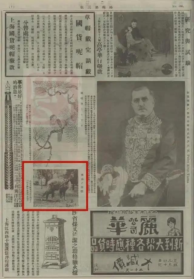 消失96年的“西山怪兽”！2022年国家植物园再次拍到会跺脚吓人(图3)