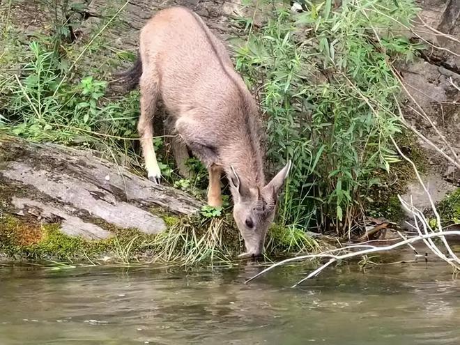 消失96年的“西山怪兽”！2022年国家植物园再次拍到会跺脚吓人(图8)