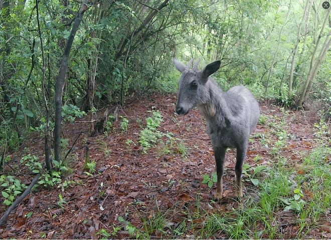 消失96年的“西山怪兽”！2022年国家植物园再次拍到会跺脚吓人(图7)