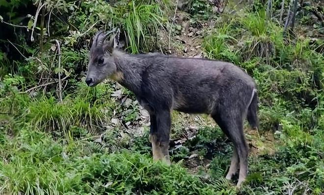 消失96年的“西山怪兽”！2022年国家植物园再次拍到会跺脚吓人(图6)