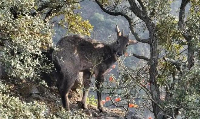 消失96年的“西山怪兽”！2022年国家植物园再次拍到会跺脚吓人(图9)