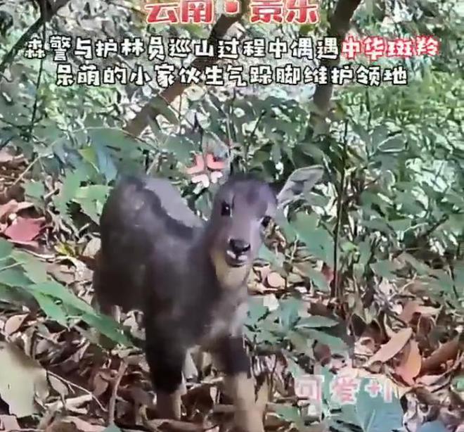 消失96年的“西山怪兽”！2022年国家植物园再次拍到会跺脚吓人(图20)