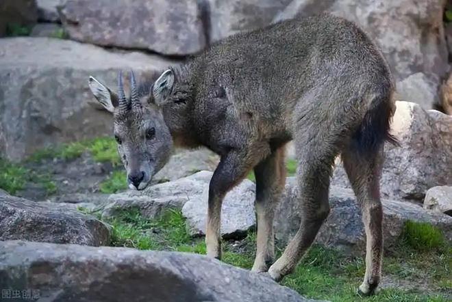 消失96年的“西山怪兽”！2022年国家植物园再次拍到会跺脚吓人(图10)