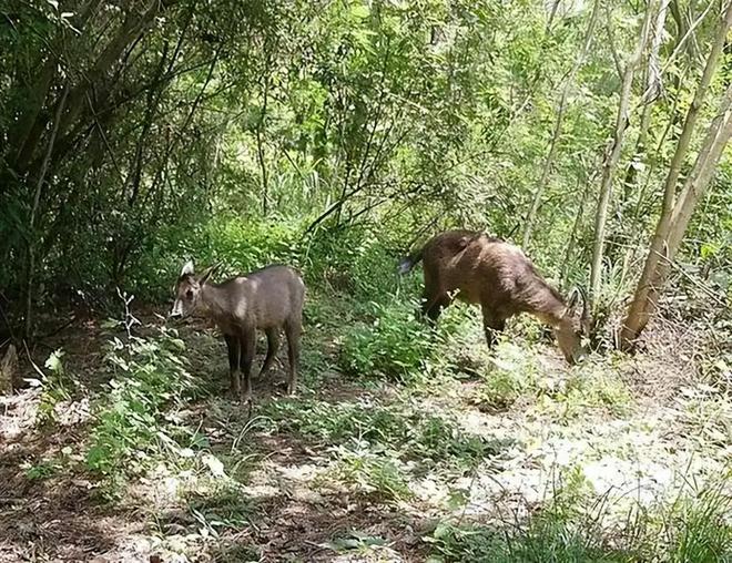 消失96年的“西山怪兽”！2022年国家植物园再次拍到会跺脚吓人(图11)