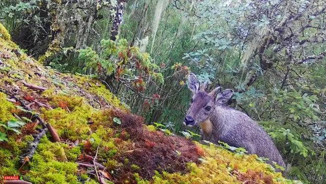 消失96年的“西山怪兽”！2022年国家植物园再次拍到会跺脚吓人(图16)