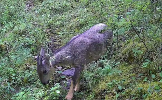 消失96年的“西山怪兽”！2022年国家植物园再次拍到会跺脚吓人(图13)
