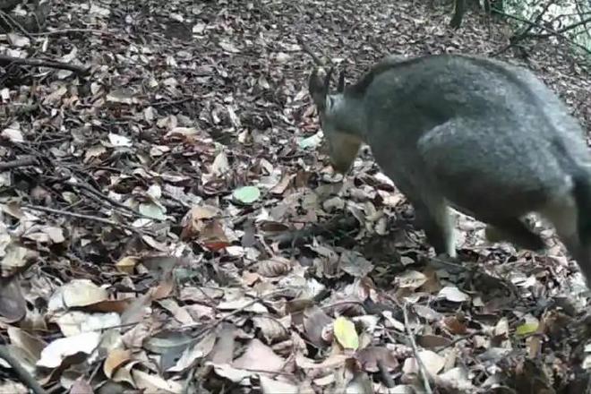 消失96年的“西山怪兽”！2022年国家植物园再次拍到会跺脚吓人(图14)