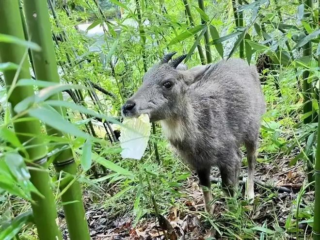 消失96年的“西山怪兽”！2022年国家植物园再次拍到会跺脚吓人(图12)