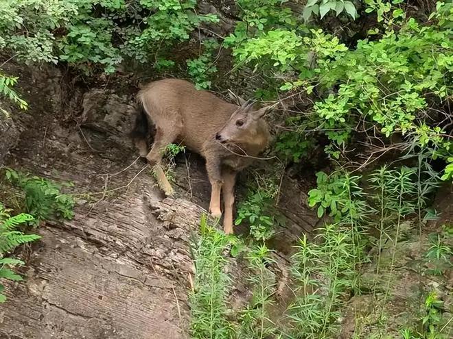 消失96年的“西山怪兽”！2022年国家植物园再次拍到会跺脚吓人(图15)