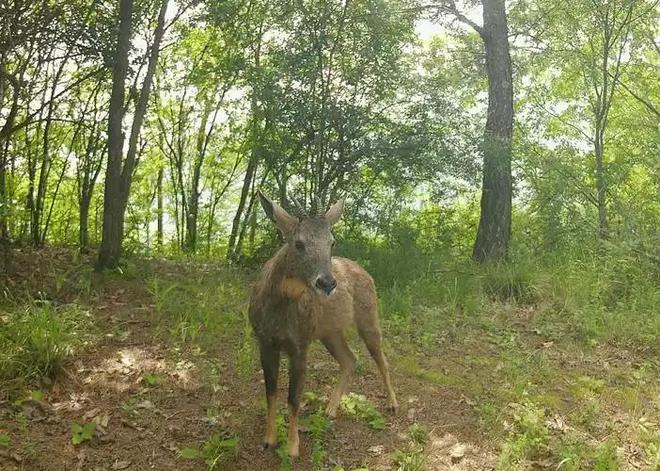 消失96年的“西山怪兽”！2022年国家植物园再次拍到会跺脚吓人(图19)