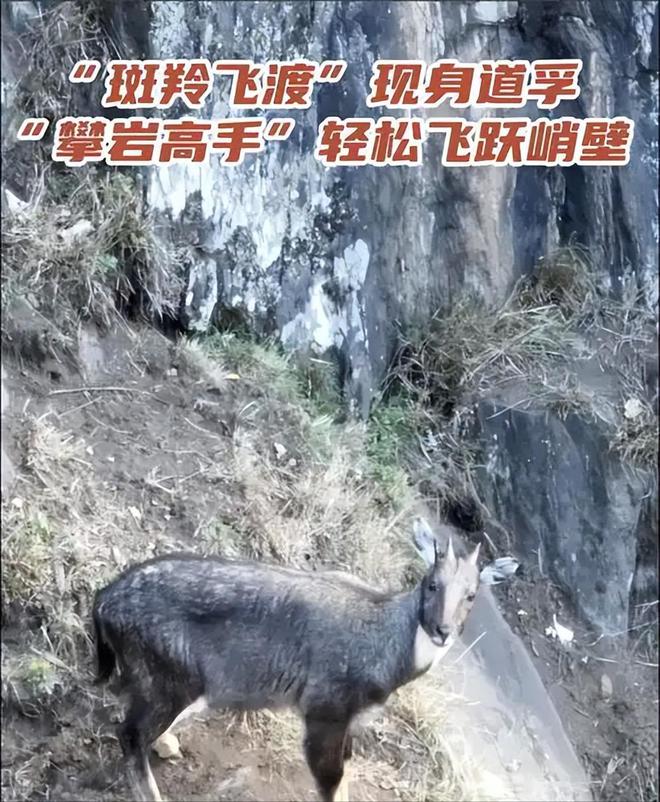 消失96年的“西山怪兽”！2022年国家植物园再次拍到会跺脚吓人(图18)