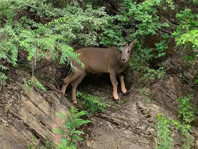 消失96年的“西山怪兽”！2022年国家植物园再次拍到会跺脚吓人(图17)