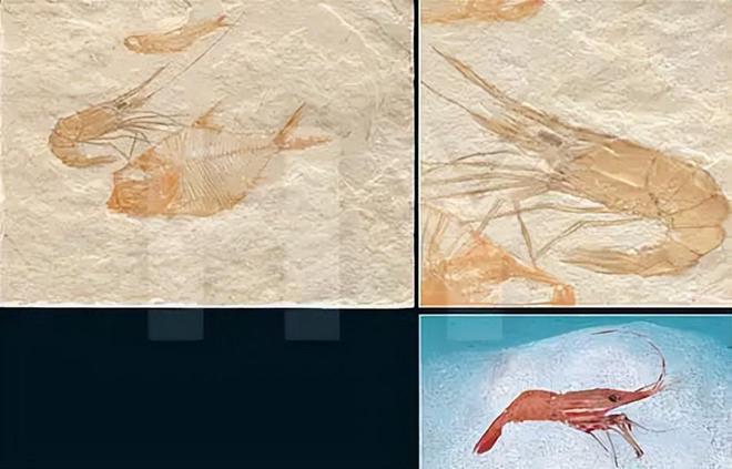 认为5000万年前就已绝迹2006年重新出现长10条腿体型却不大(图17)