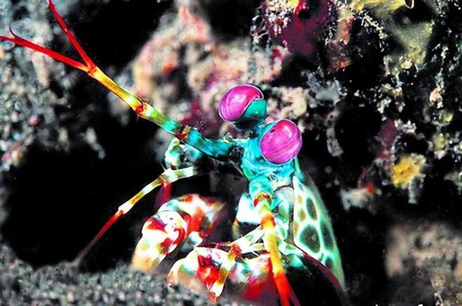 认为5000万年前就已绝迹2006年重新出现长10条腿体型却不大(图16)