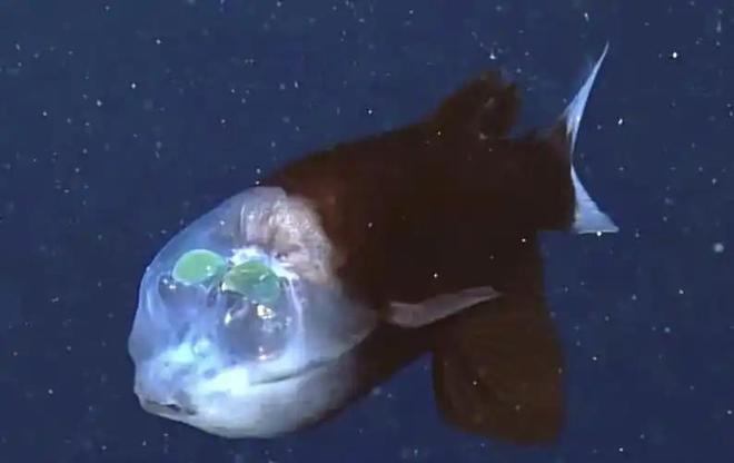 认为5000万年前就已绝迹2006年重新出现长10条腿体型却不大(图15)