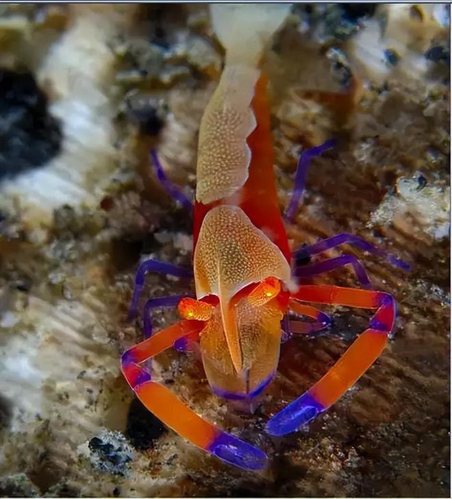 认为5000万年前就已绝迹2006年重新出现长10条腿体型却不大(图6)