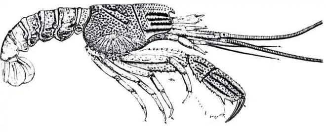 认为5000万年前就已绝迹2006年重新出现长10条腿体型却不大(图9)