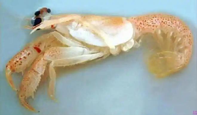 认为5000万年前就已绝迹2006年重新出现长10条腿体型却不大(图8)