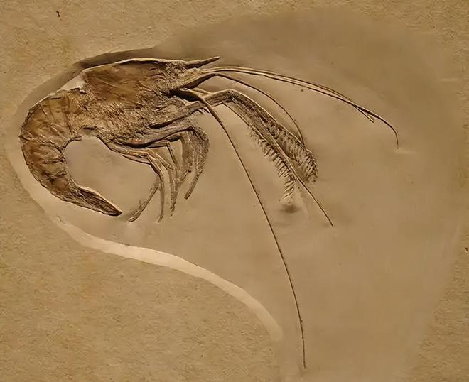 认为5000万年前就已绝迹2006年重新出现长10条腿体型却不大(图19)