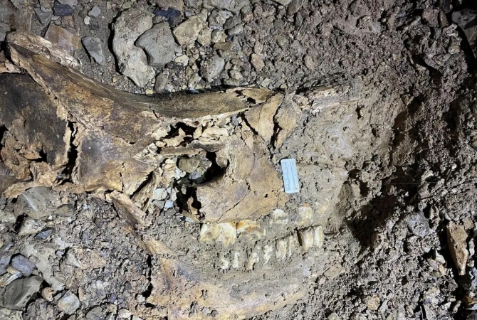 贵州科研人员在遵义双河洞发现一具苏门答腊犀化石(图2)