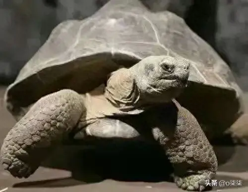 全球只剩2只了！还全都是公的“中国神兽”该如何进行有效繁殖(图1)