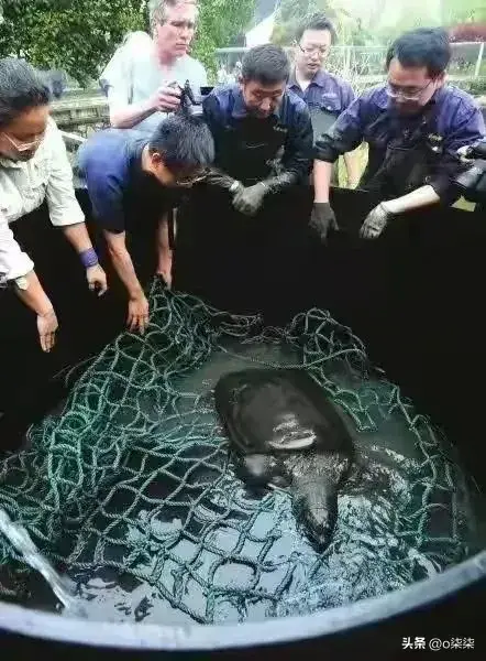 全球只剩2只了！还全都是公的“中国神兽”该如何进行有效繁殖(图3)