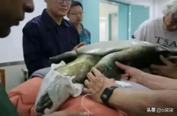 全球只剩2只了！还全都是公的“中国神兽”该如何进行有效繁殖(图2)