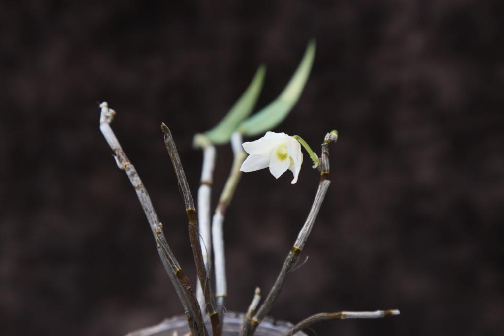 大熊猫老家发现一种新石斛(图1)