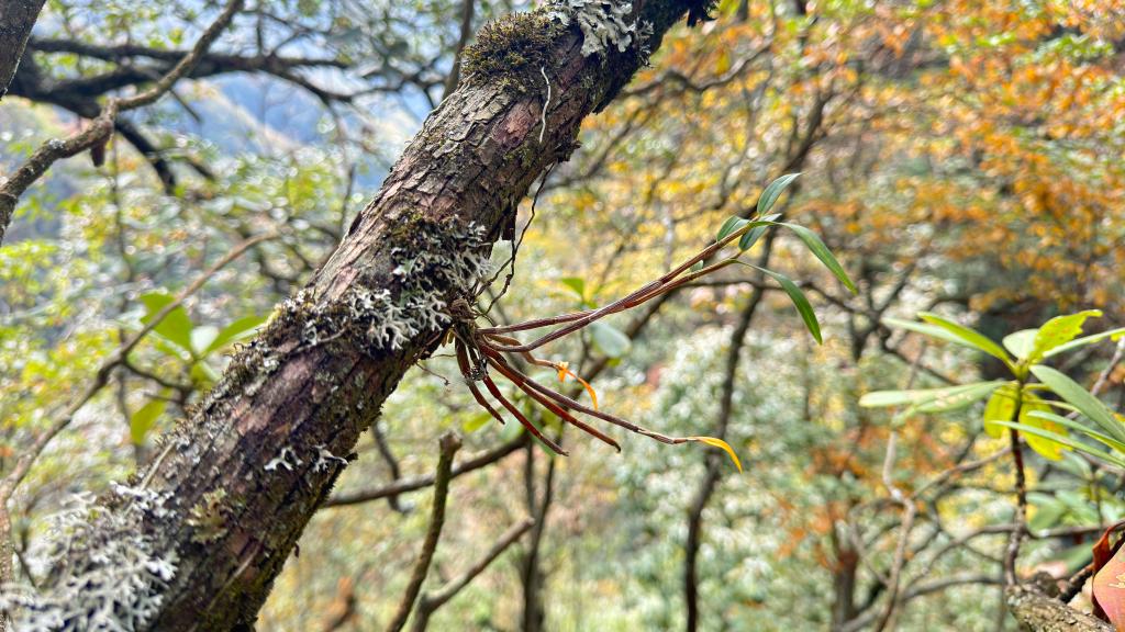 大熊猫老家发现一种新石斛(图2)