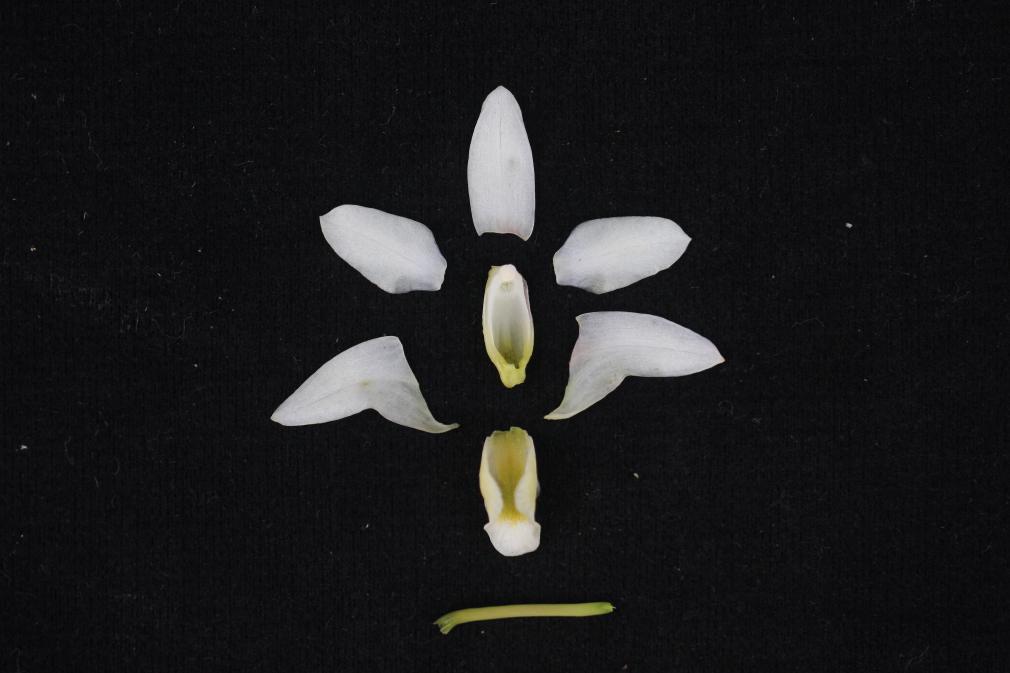 大熊猫老家发现一种新石斛(图3)