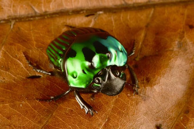 会游泳的老鼠长着蒜头鼻的鱼科学家在意想不到的地方发现27种新生物(图5)