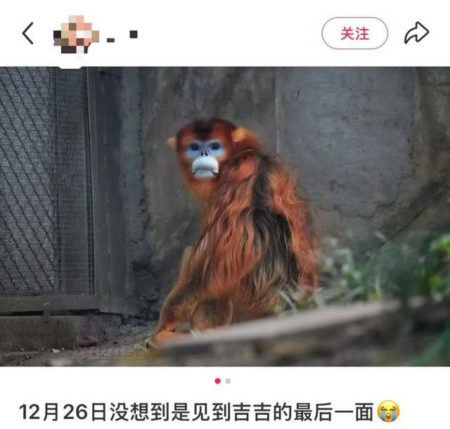 “吉吉”不幸死亡官方通报(图2)