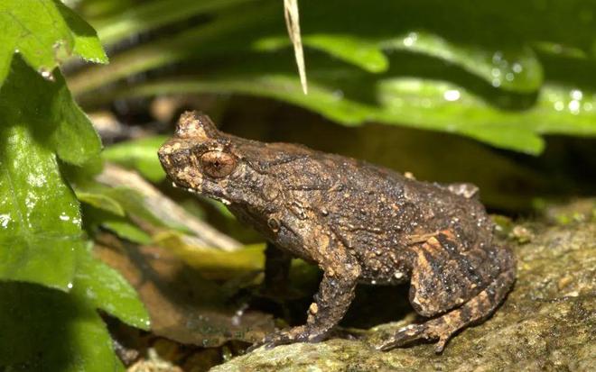 我国科研人员发现两栖动物新物种立春角蟾(图1)