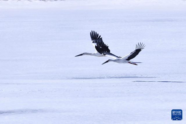 “鸟中国宝”东方白鹳黑龙江多地现身(图3)